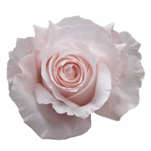 ROSE POMAROSA - 60 CM